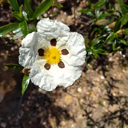 Coureladaltura בית נופש אלג'זור